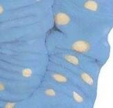 998 Motýlik Forex Detský župan - modrý